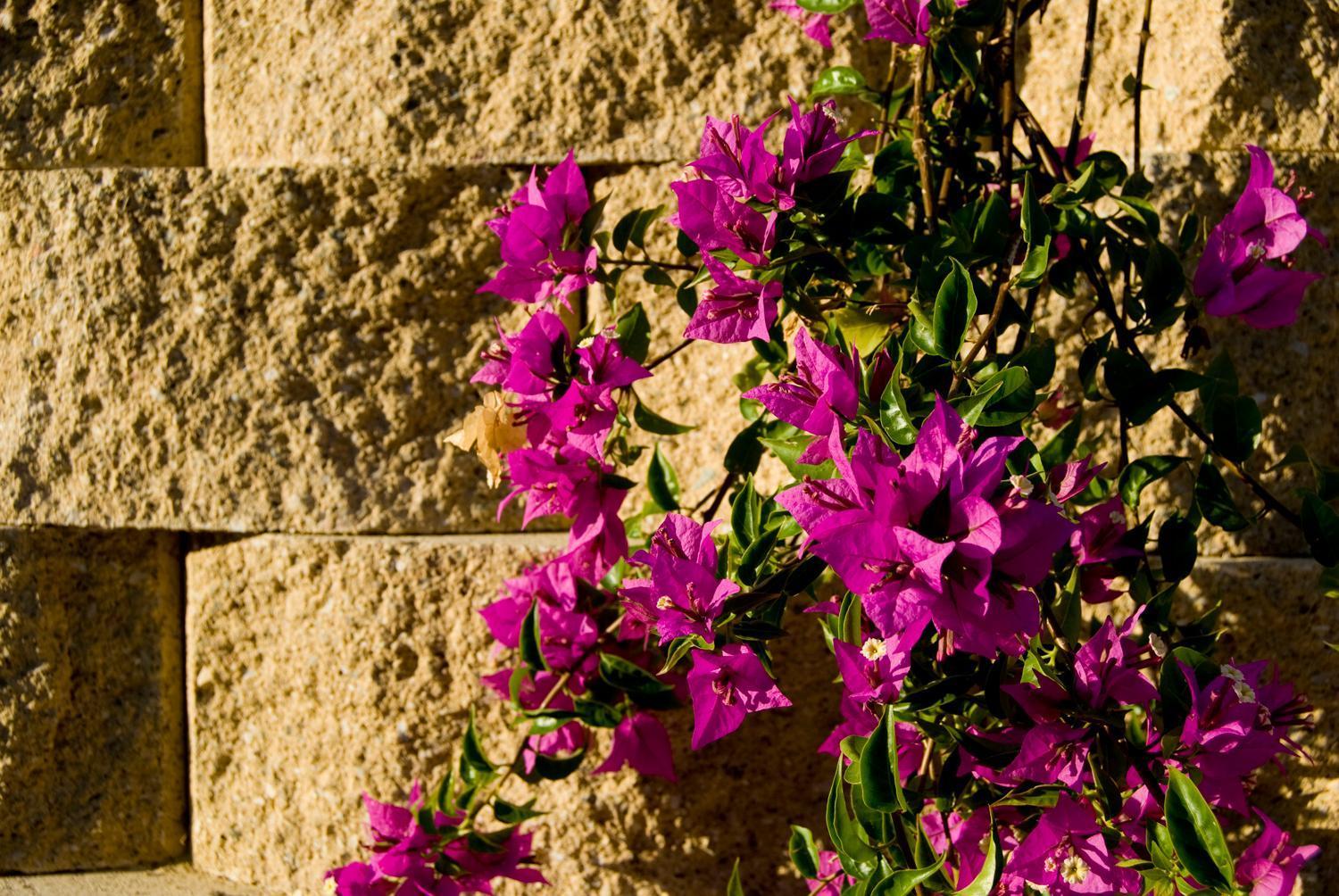 Villa Agriturismo Il Falco SantʼElpidio a Mare Exterior foto